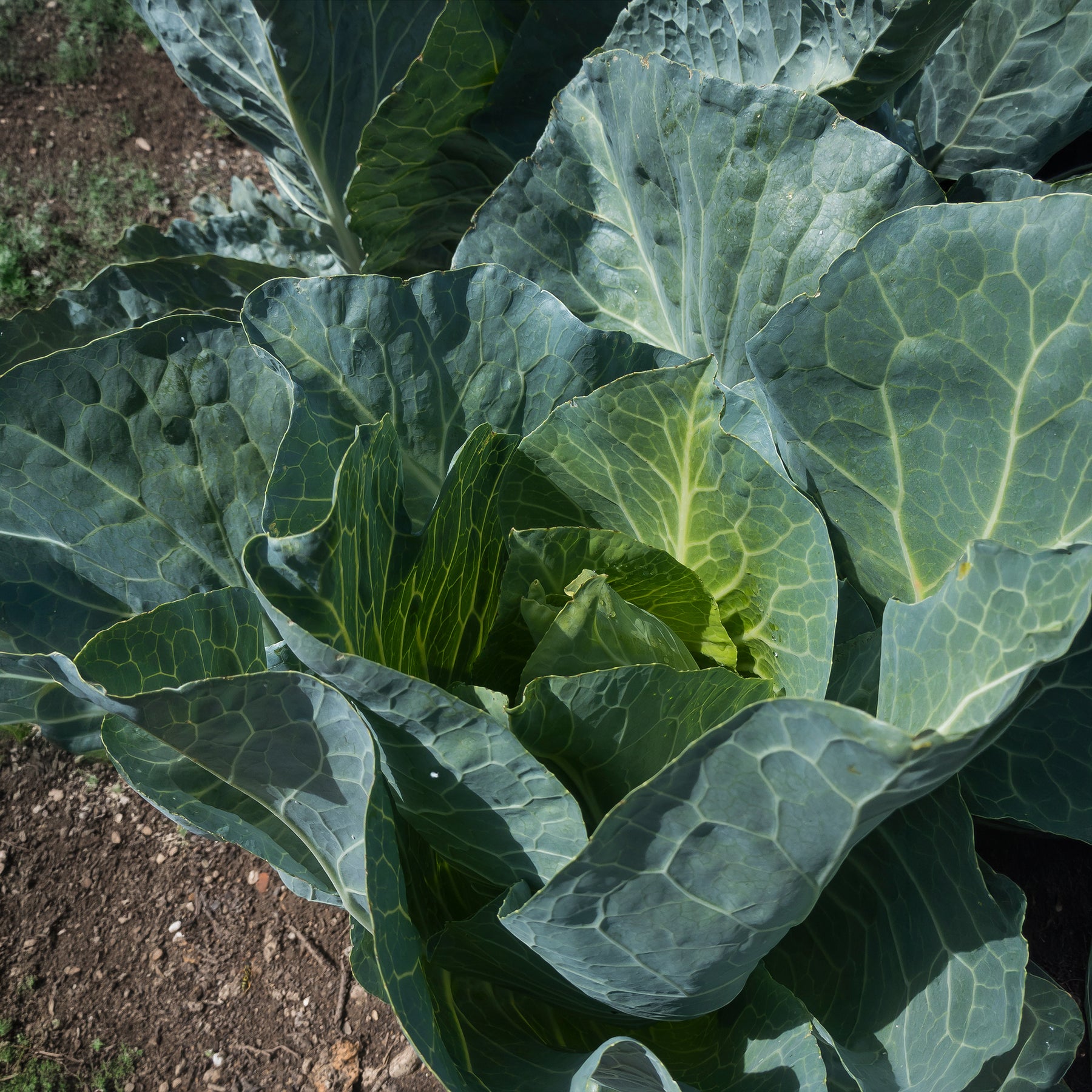 Choux pommés cabus - Chou cabus De Brunswick - Brassica oleracea capitata de brunswick