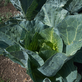 Choux pommés cabus - Chou cabus De Brunswick - Brassica oleracea capitata de brunswick