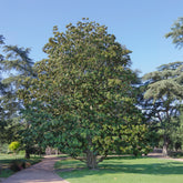 Magnolia grandiflora Alta - Willemse
