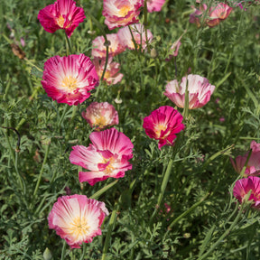 Eschscholzia californica 'Thai Silk Appleblossom Chiffon imp.' - Pavot de Californie Double Appleblossom - Coquelicots et Pavots