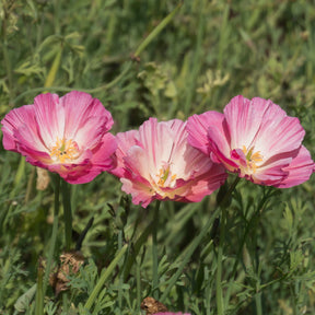 Coquelicots et Pavots - Pavot de Californie Double Appleblossom - Eschscholzia californica 'Thai Silk Appleblossom Chiffon imp.'