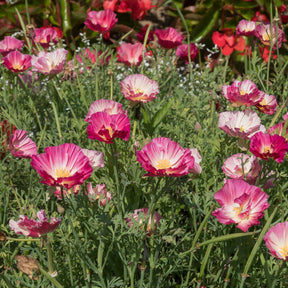 Vente Pavot de Californie Double Appleblossom - Eschscholzia californica 'Thai Silk Appleblossom Chiffon imp.'