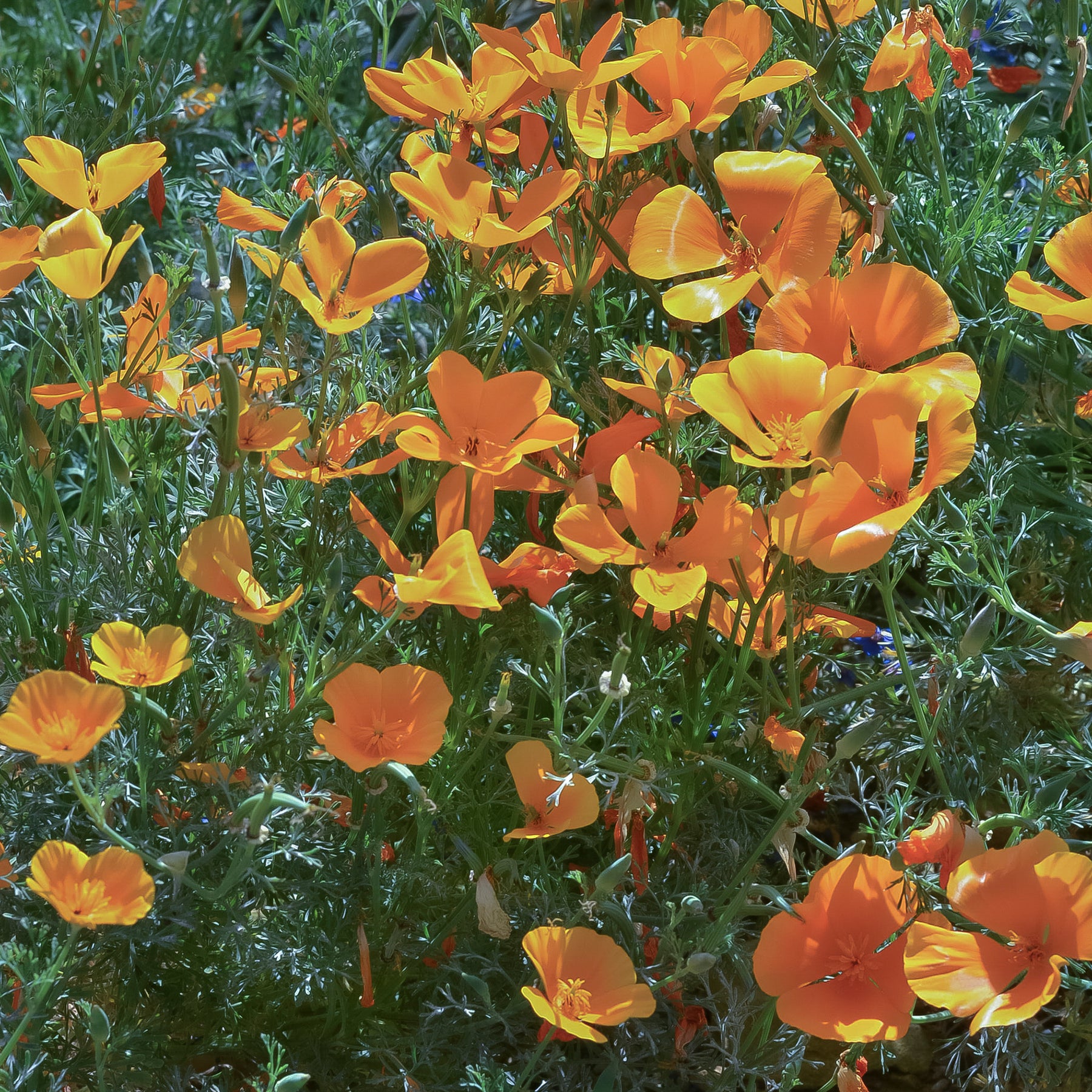 Vente Pavot de californie  'Aurantiaca'