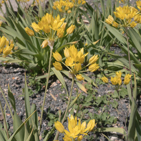 Vente Allium doré - Allium moly