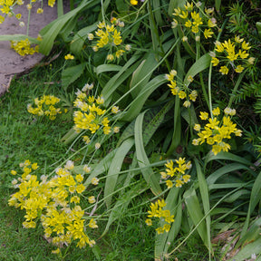 Allium doré - Allium - Willemse