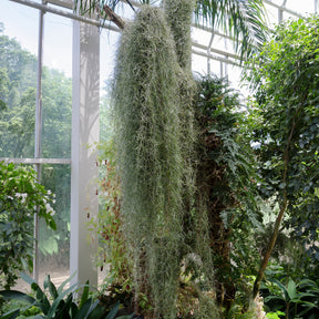 Tillandsia usneoides - Mousse espagnole