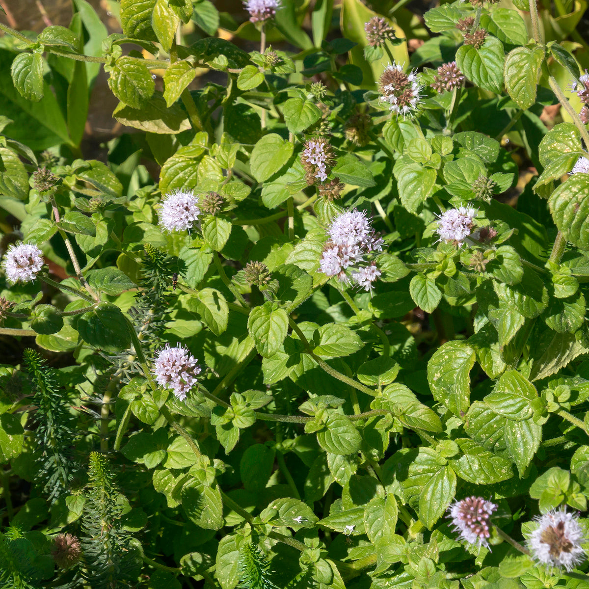 Menthe aquatique - Mentha aquatica - Willemse