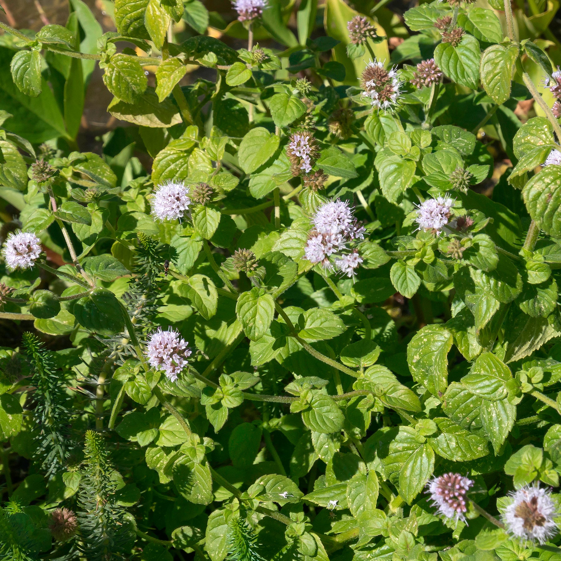 Menthe aquatique