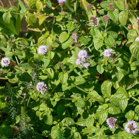 Menthe aquatique