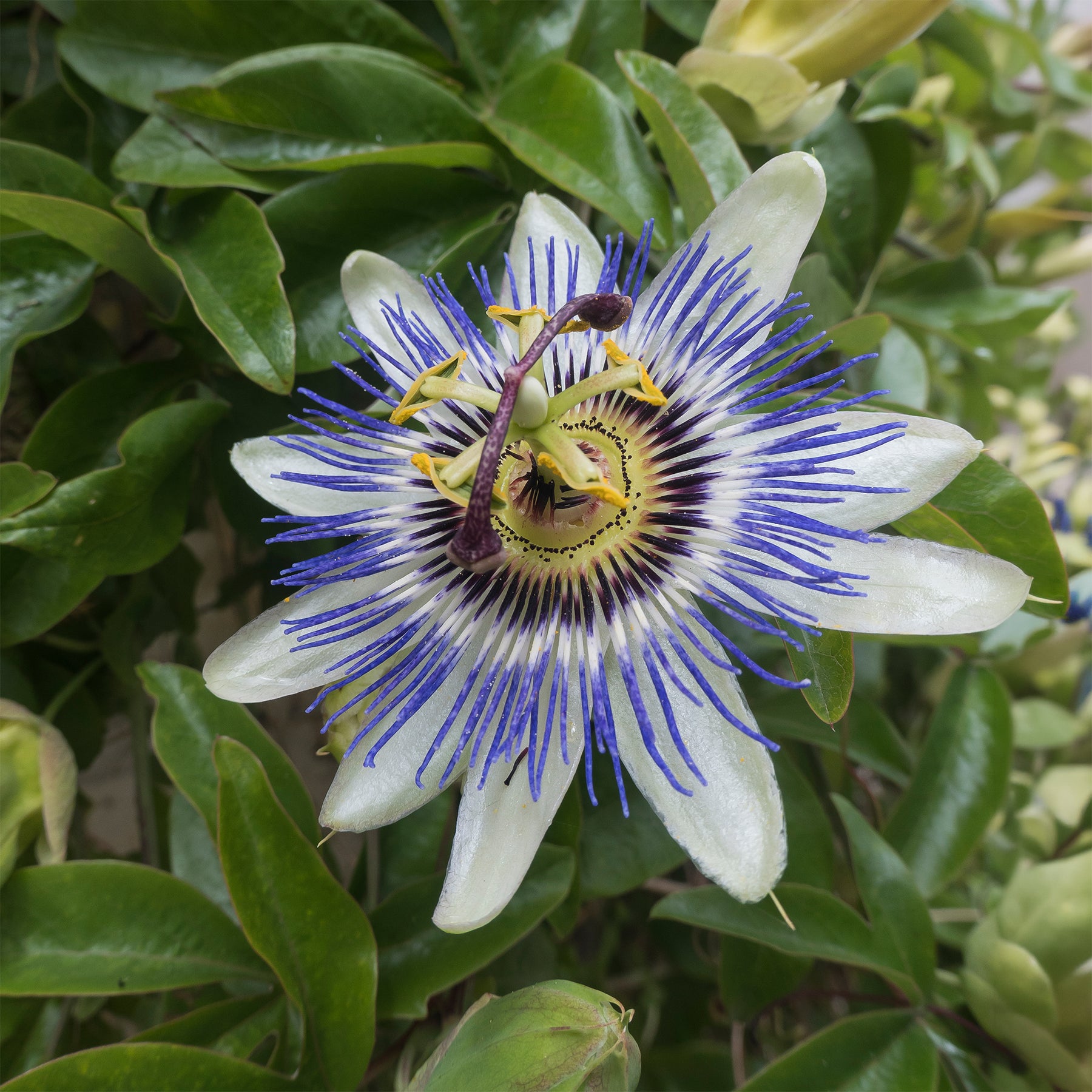 Passiflore bleue