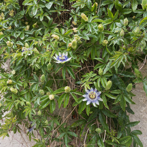 Passiflore bleue