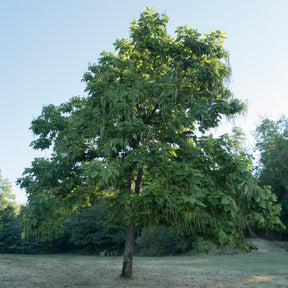 Vente Catalpa bignonioides - Catalpa