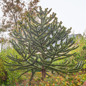 Vente Désespoir des singes - Araucaria imbricata