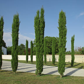 Cyprès Totem - Cupressus sempervirens Totem - Willemse