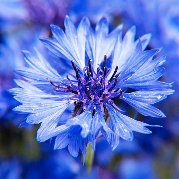Bleuet champêtre Blue Boy - Centaurea cyanus blue boy - Potager