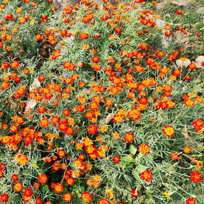 Oeillet d'Inde nain Rusty red - Tagetes patula rusty red - Graines de fleurs