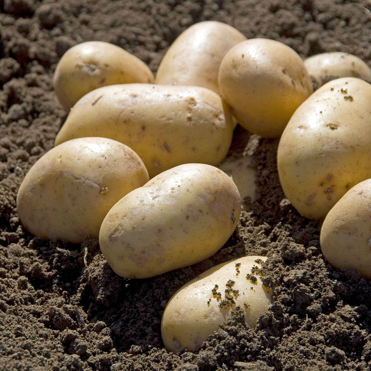 Pomme de terre Charlotte - Solanum tuberosum charlotte - Plants de Pommes de Terre