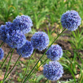 20 Allium bleus - Allium azureum - Plantes