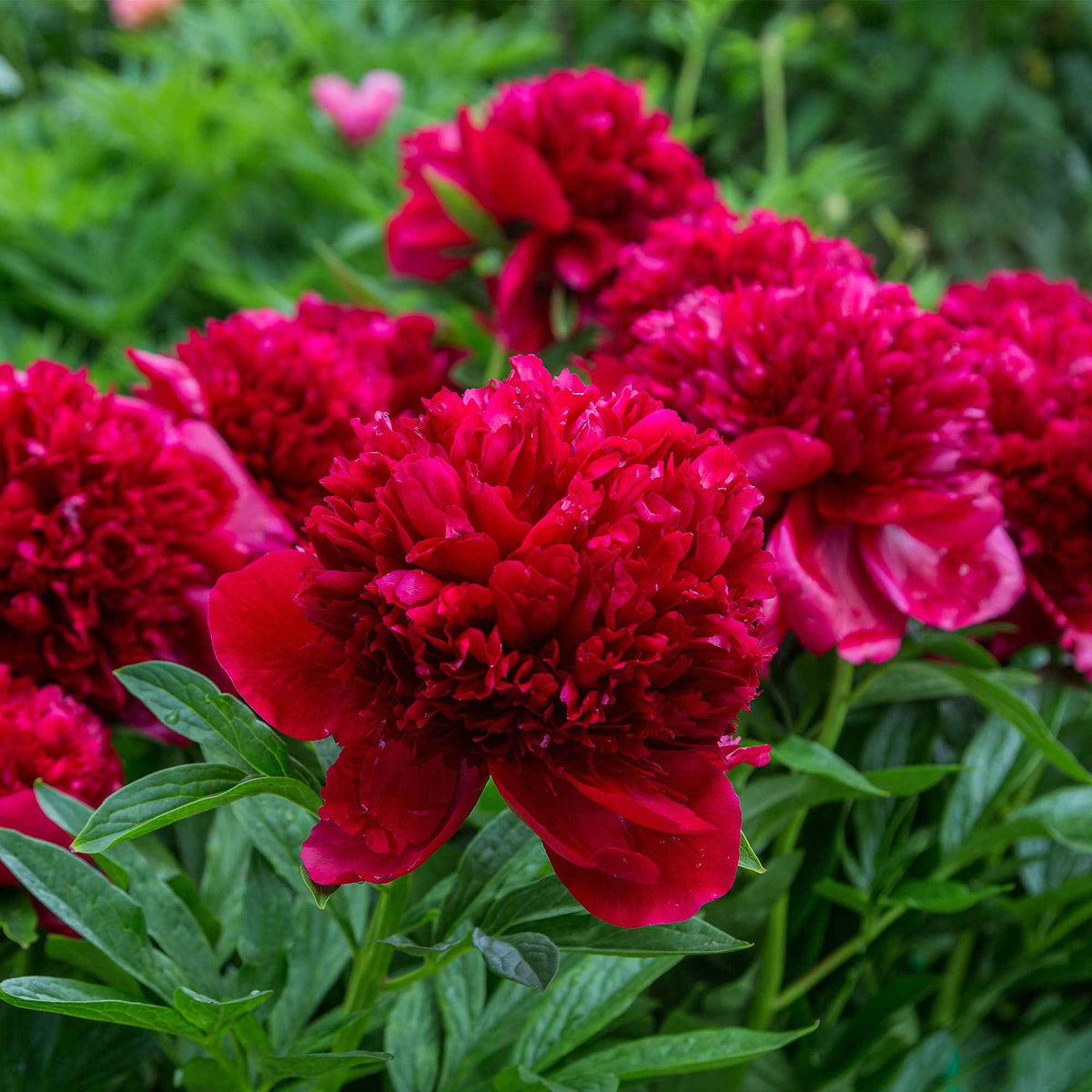 Pivoine Red Charm - Paeonia lactiflora x red charm