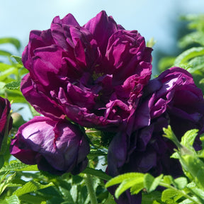 Rosier botanique Hansa - Rosa rugosa Hansa - Plantes