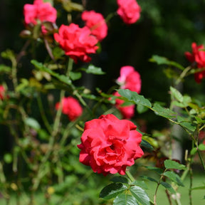 Rosier arbuste Shalom ® - Rosa Shalom - Rosiers