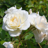 Rosier White Symphony - Willemse