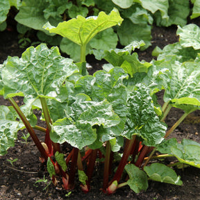 Rhubarbes - Rheum rhabarbarum