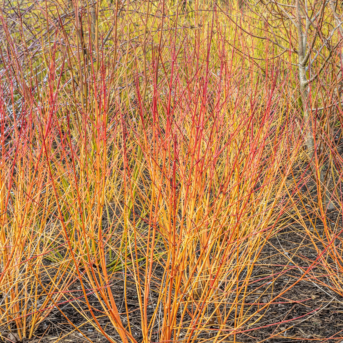 Cornouiller fluo Winter Flame - Cornus sanguinea winter flame ® ‘anny’ - Cornouillers