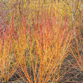 Cornouiller fluo Winter Flame - Cornus sanguinea winter flame ® ‘anny’ - Cornouillers