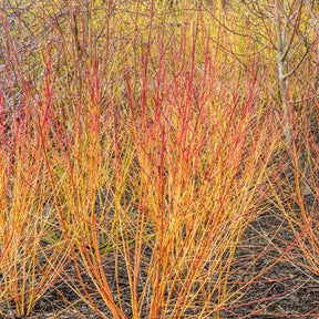 Cornouiller fluo Winter Flame - Cornus sanguinea winter flame ® ‘anny’ - Cornouillers