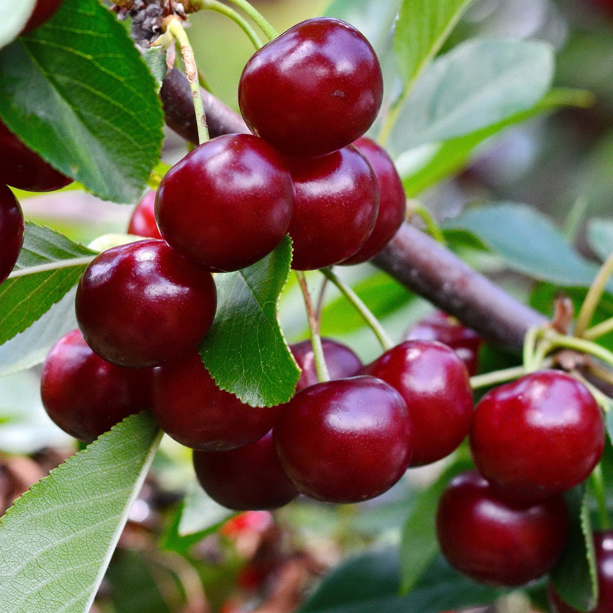 Cerisier Bigarreau Van - Prunus avium Van - Fruitiers Arbres et arbustes