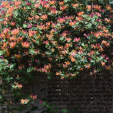 Chèvrefeuille grimpant Goldflame - Willemse