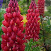 3 Lupins rouges - Willemse
