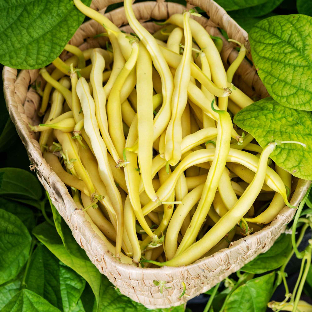 Haricot beurre nain Kinghorn wax- Roi des Beurres - Phaseolus vulgaris kinghorn wax - Potager