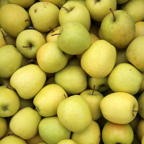 Pommier Golden Delicious - Malus domestica Golden Delicious - Plantes