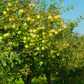 Pommier Golden Delicious - Malus domestica Golden Delicious