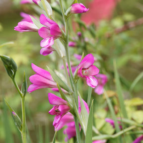 10 Glaïeuls de Byzance - Gladiolus byzantinus - Bulbes à fleurs