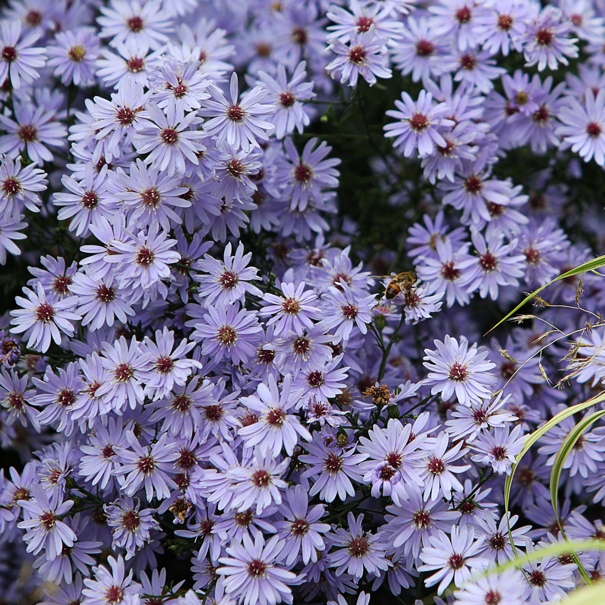 3 Asters Wood's light blue - Aster wood's light blue - Plantes