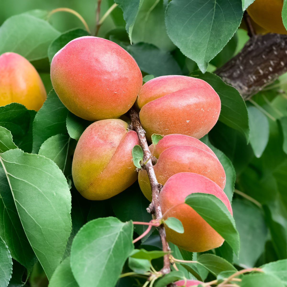 Abricotier Bergeron - Prunus armeniaca Bergeron - Fruitiers Arbres et arbustes