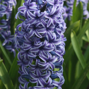 5 Jacinthes Rembrandt ® - Hyacinthus orientalis rembrandt ® - Bulbes à fleurs