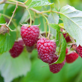 Collection de 9 Fruitiers à fruits rouges - Rubus idaeus 'sumo 2', ribes rubrum 'rovada', frag - Willemse