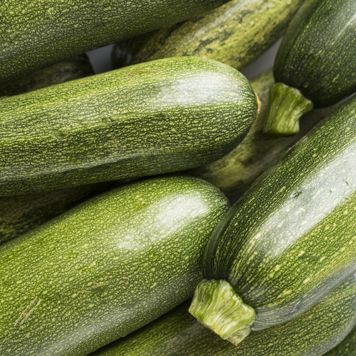 3 Plants de Courgette Tarmino F1 - Cucurbita pepo tarmino f1 - Potager