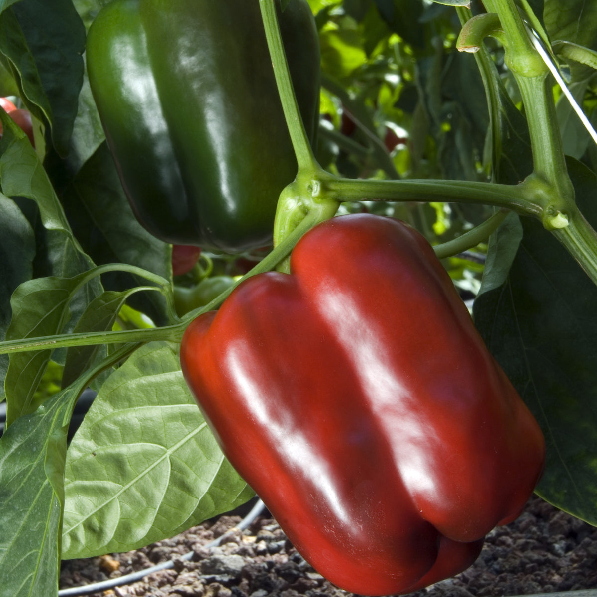 3 Plants de Poivron Lamuyo - Capsicum annuum lamuyo - Potager