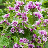 2 Mauves zébrées - Willemse