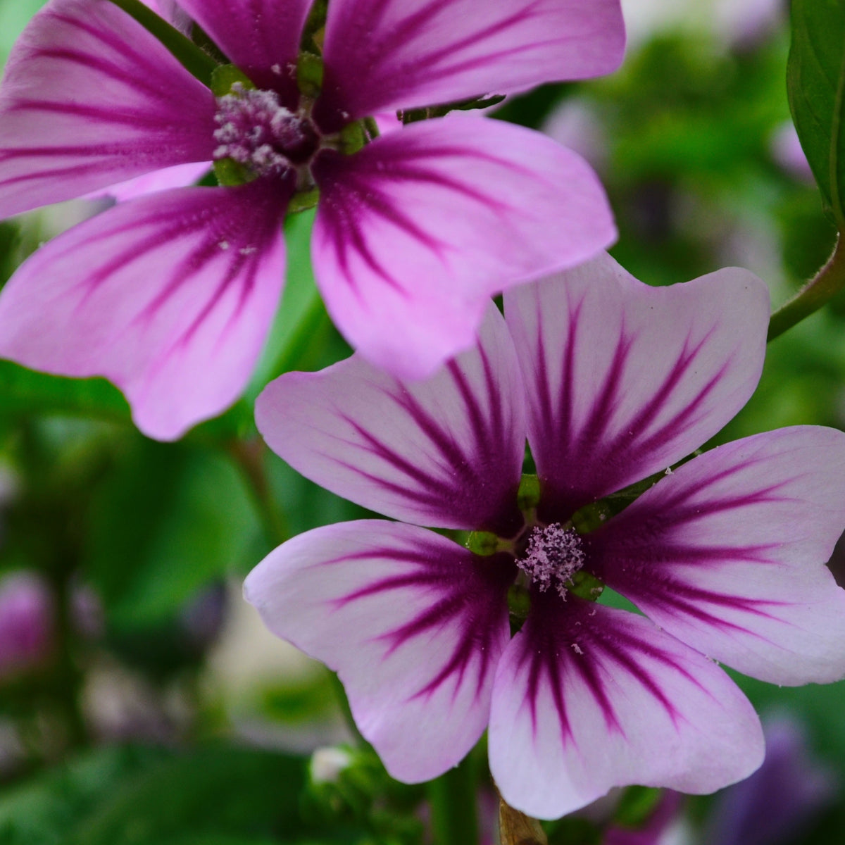 2 Mauves zébrées - Malva sylvestris zebrina - Willemse
