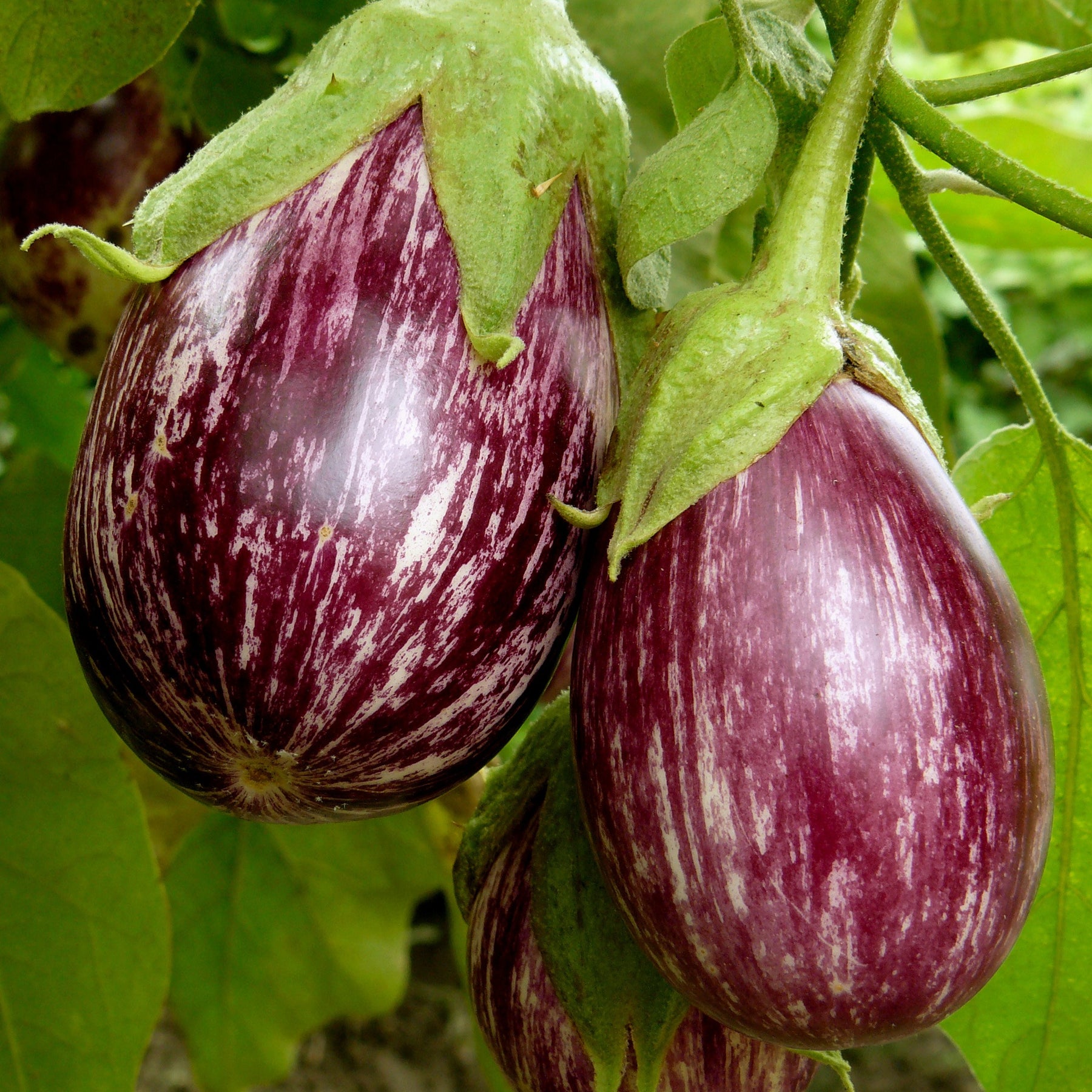 3 Plants Aubergine zébrée violette Rania - Solanum melongena rania - Potager