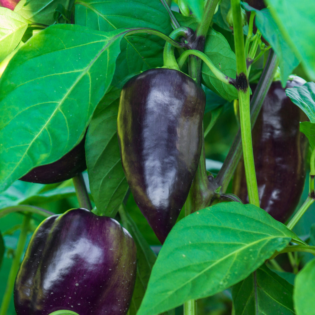 3 Plants de Poivron Bellania - Capsicum anuum bellania - Potager