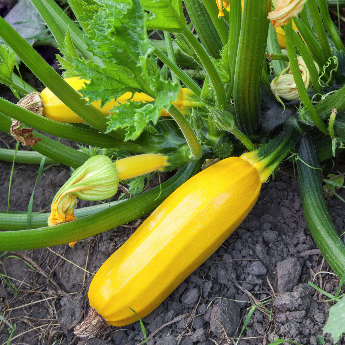 3 Plants de Courgette jaune Sunlight F1 - Cucurbita pepo jaune sunlight f1 - Potager