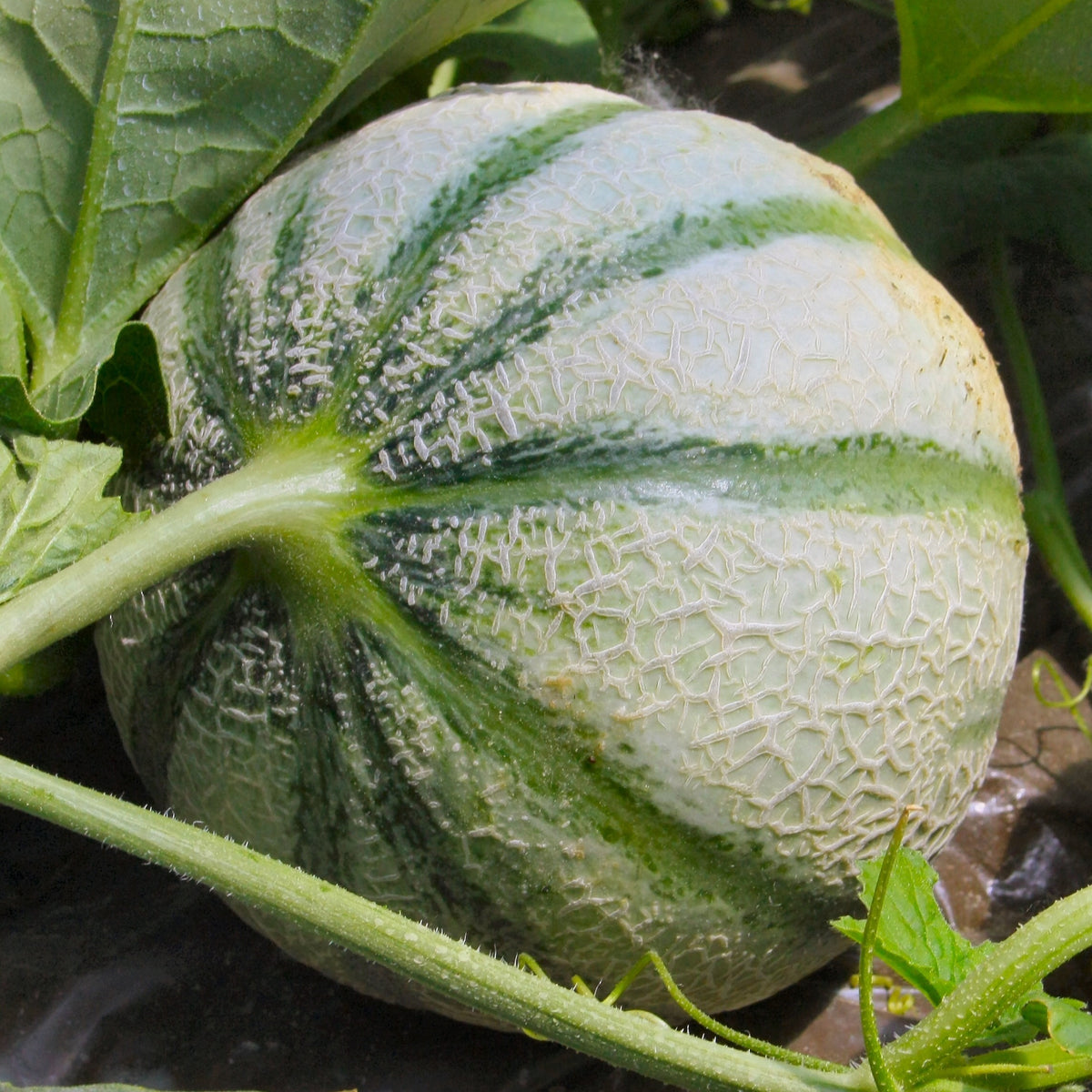 3 Plants de Melon Cezanne F1 - Willemse