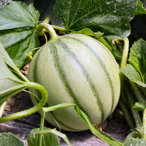 3 Plants Melon Edgar F1 - Cucumis melo edgar f1 - Potager